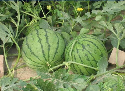 运城网红吃瓜事件,揭秘网络舆论背后的真相与争议