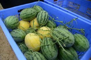 东营网红吃瓜群微信,揭秘网络社交圈的趣味与争议