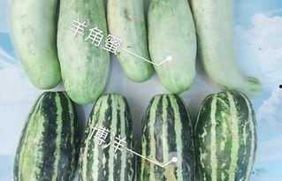 吃西湖瓜的网红叫什么